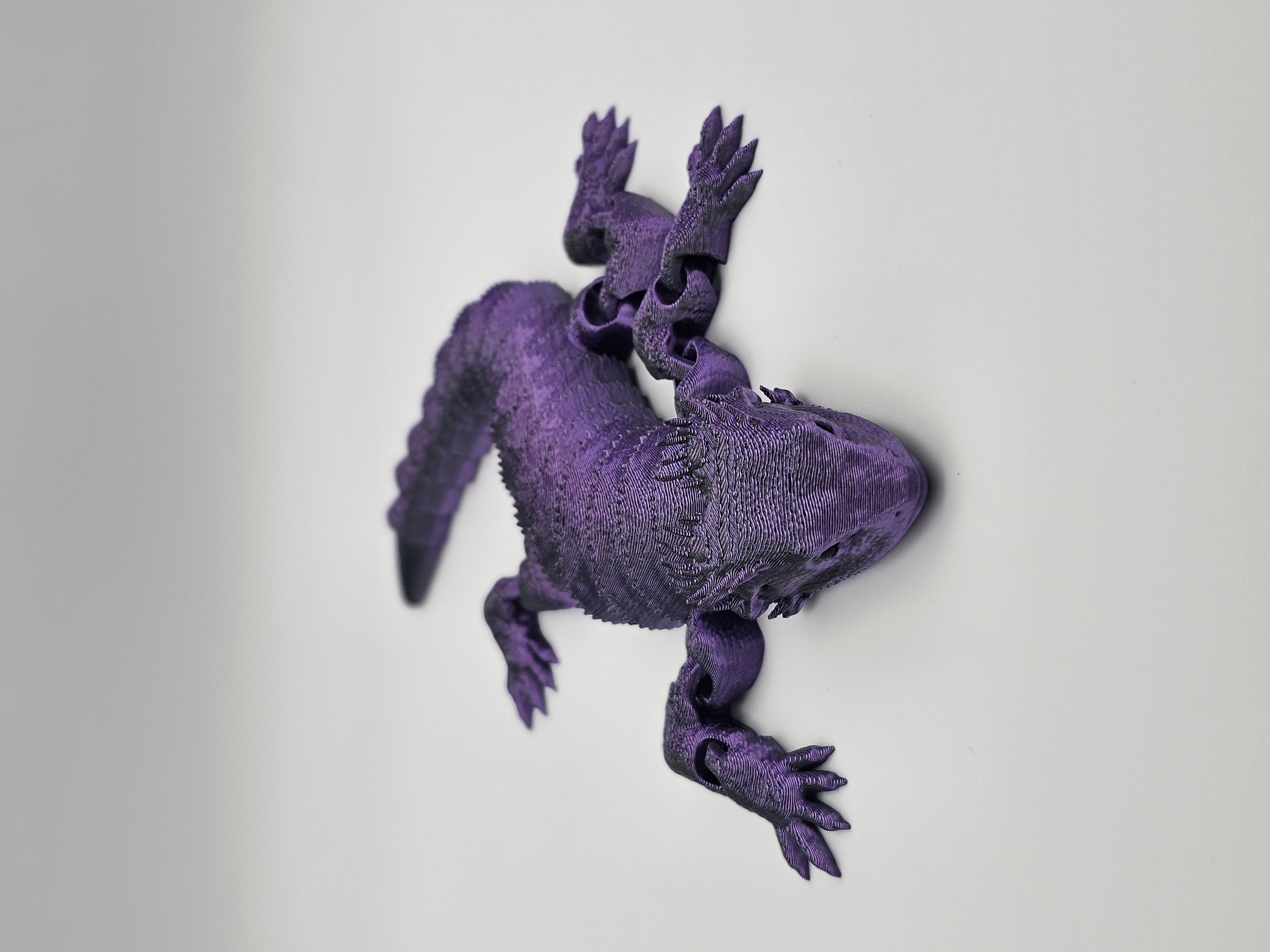 Bearded Dragon